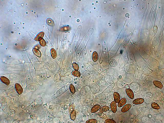 Galerina spec. Cod.: DSCN 2611